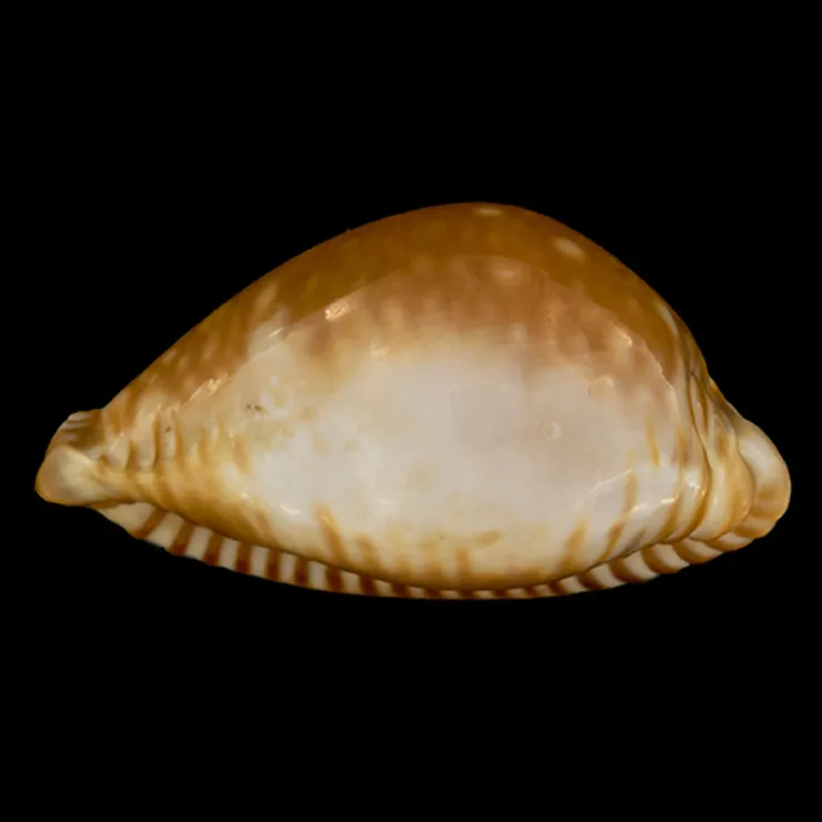 Perisserosa Guttata Azumai