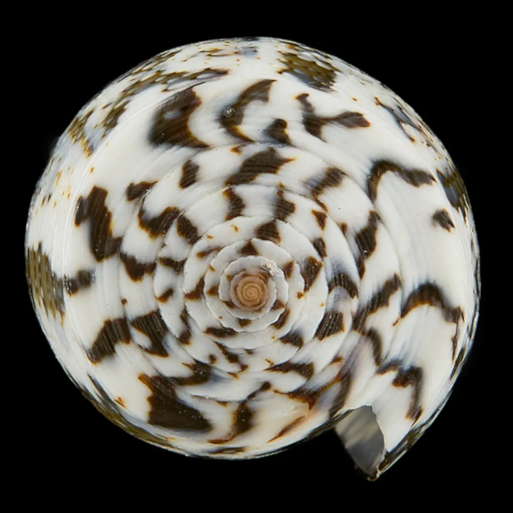 Conus (Pioconus) Magus