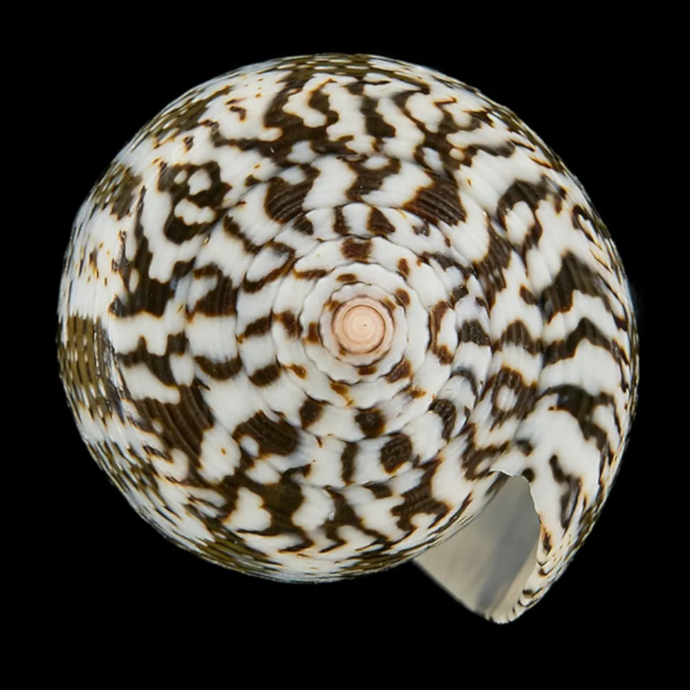 Conus (Pioconus) Magus