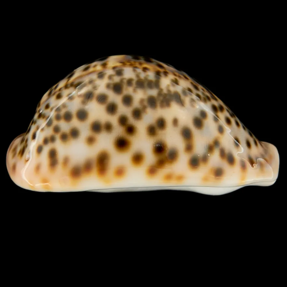 Cypraea Pantherina 