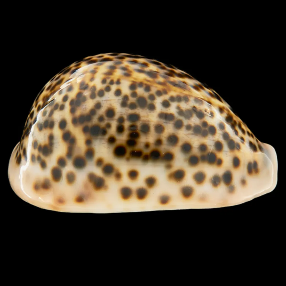 Cypraea Pantherina 