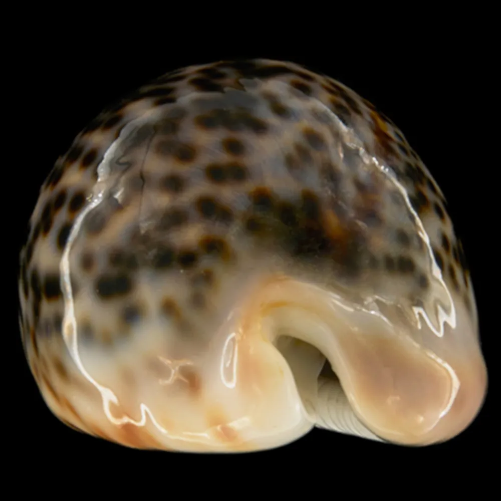 Cypraea Pantherina 