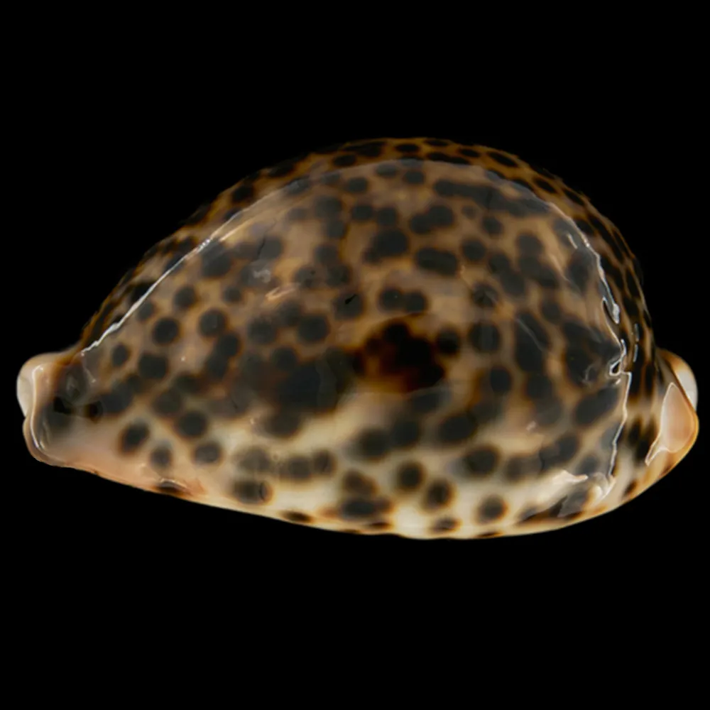 Cypraea Pantherina 