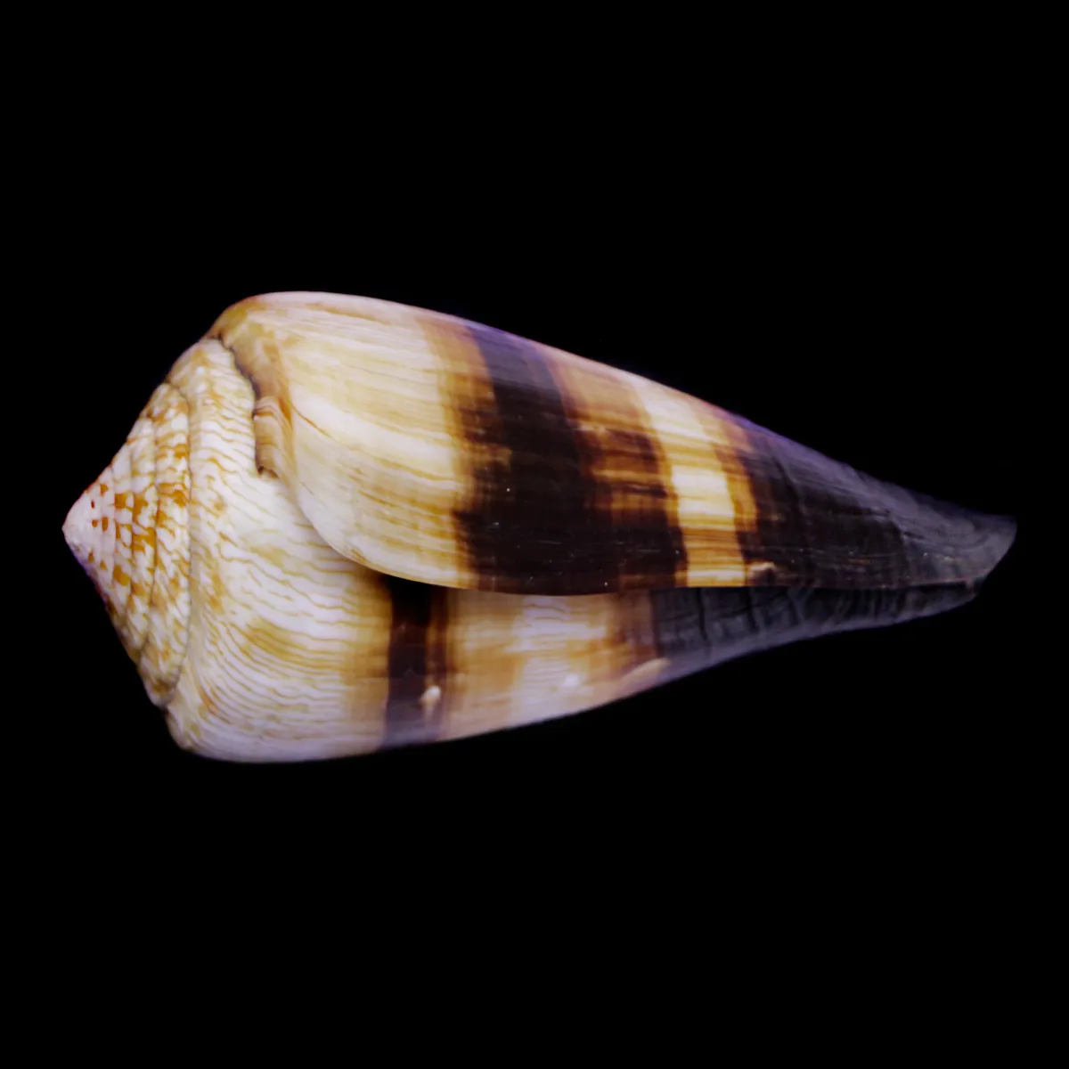 Conus (Rhizoconus) Miles