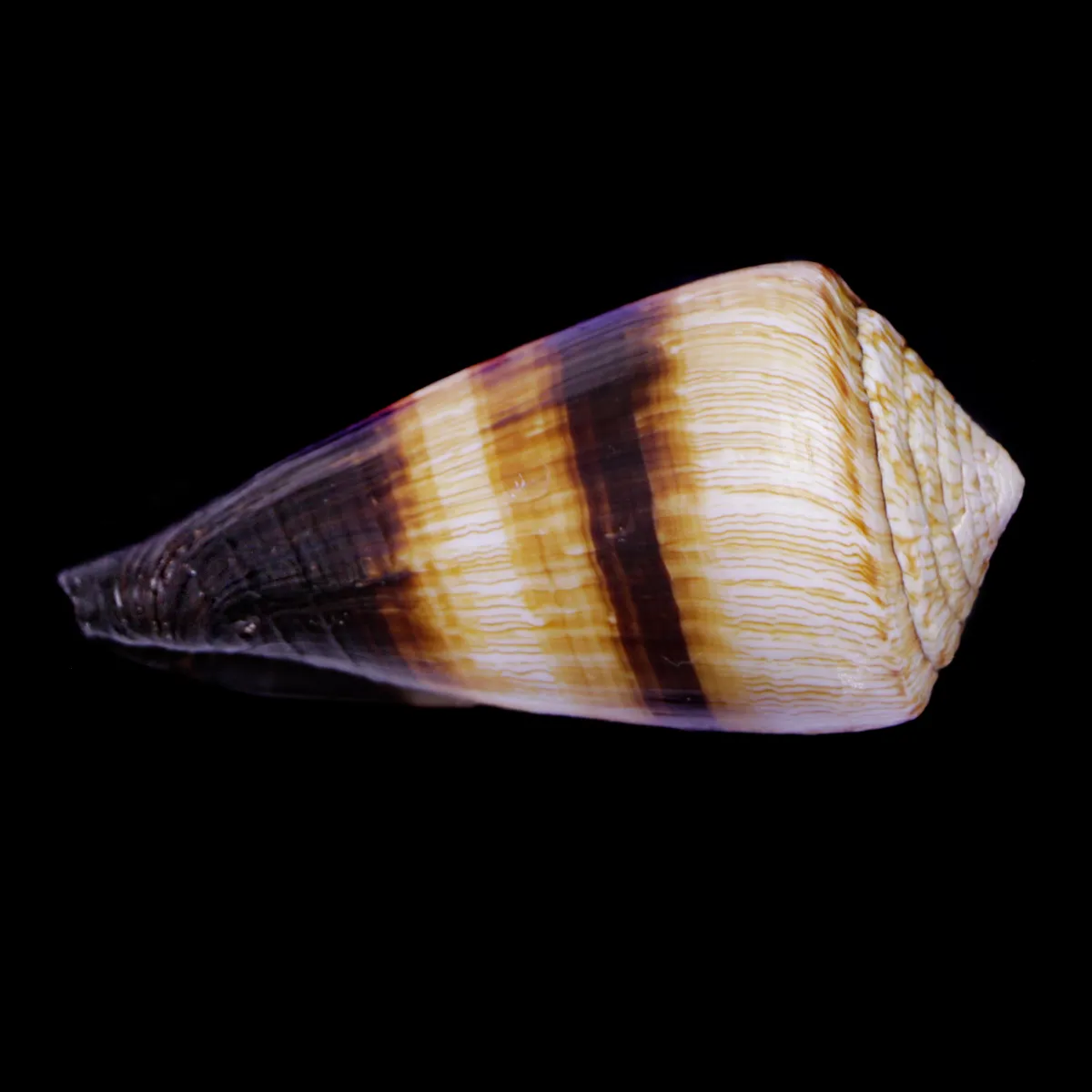 Conus (Rhizoconus) Miles
