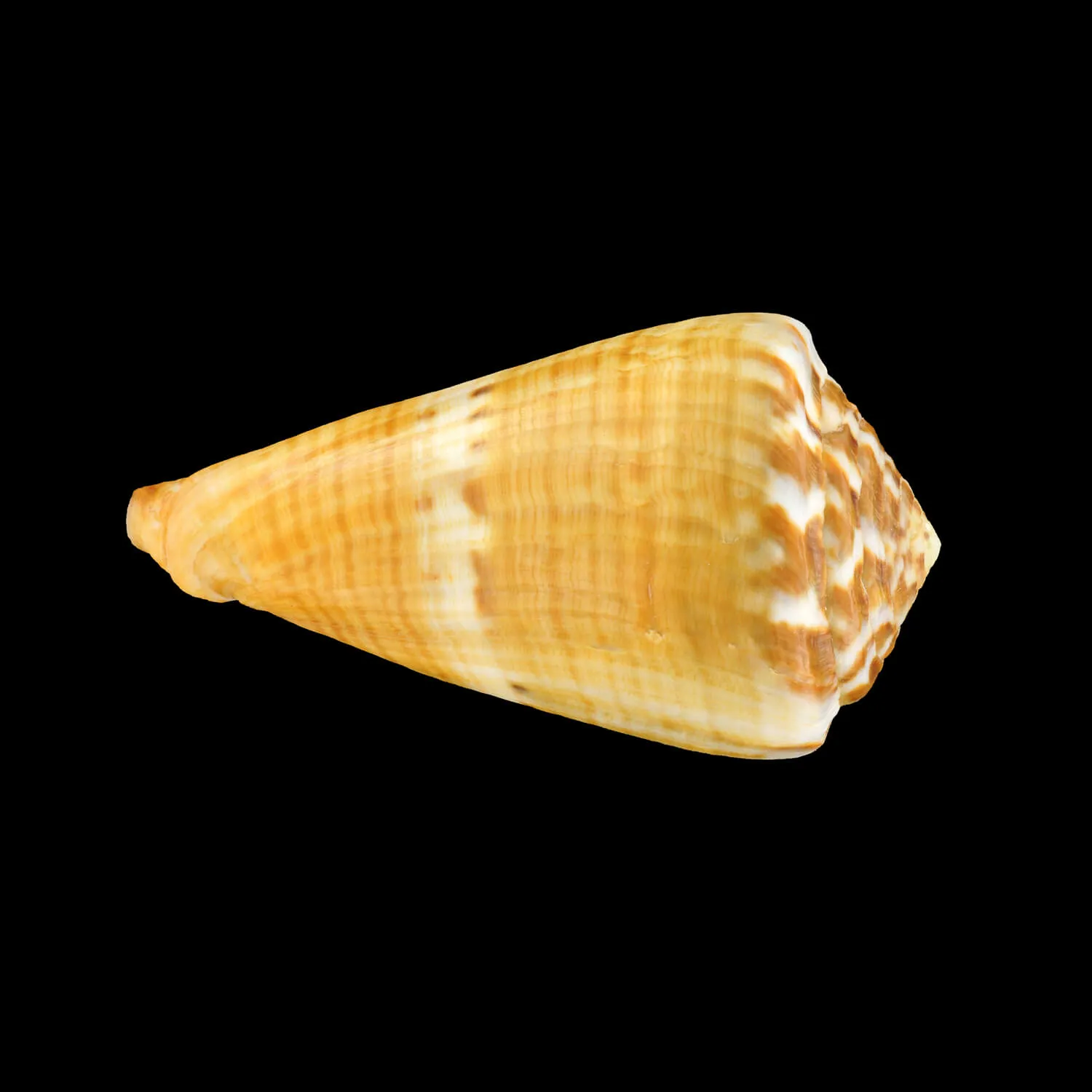 Conus (Rhizoconus) Namocanus