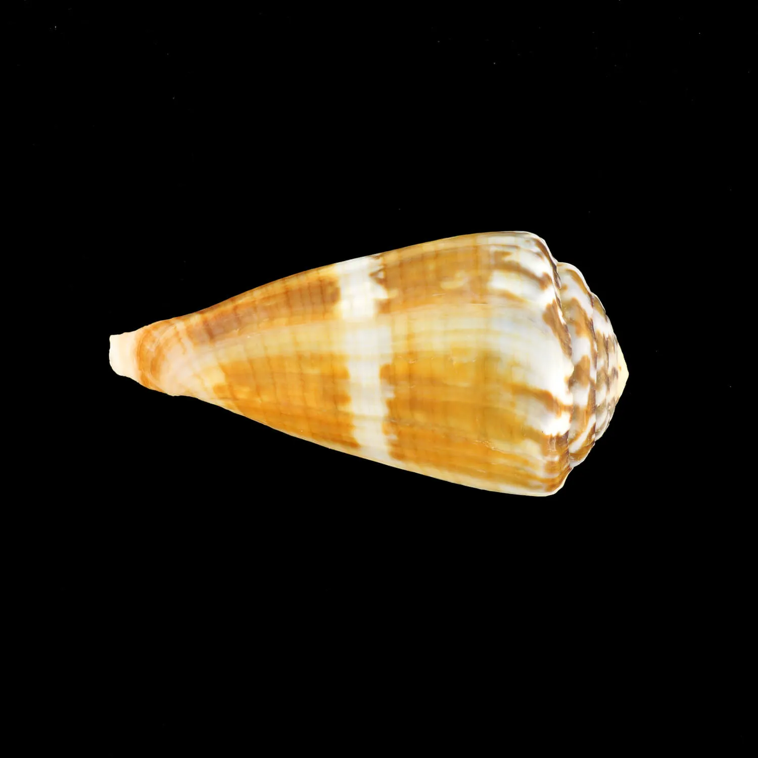 Conus (Rhizoconus) Namocanus