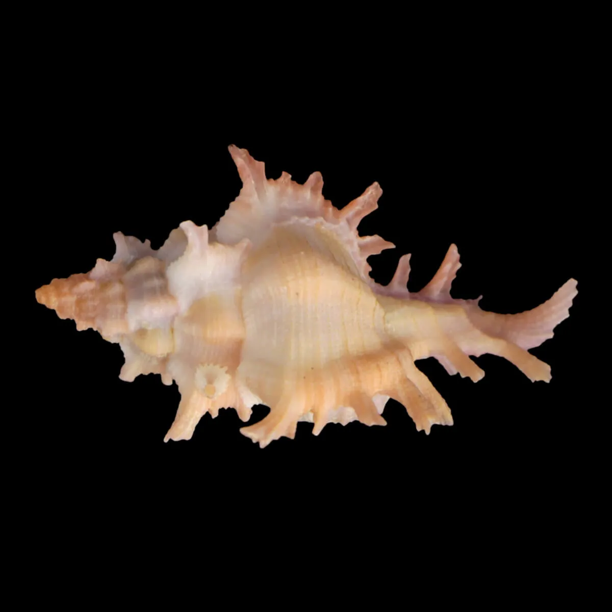 Chicoreus Rossiteri