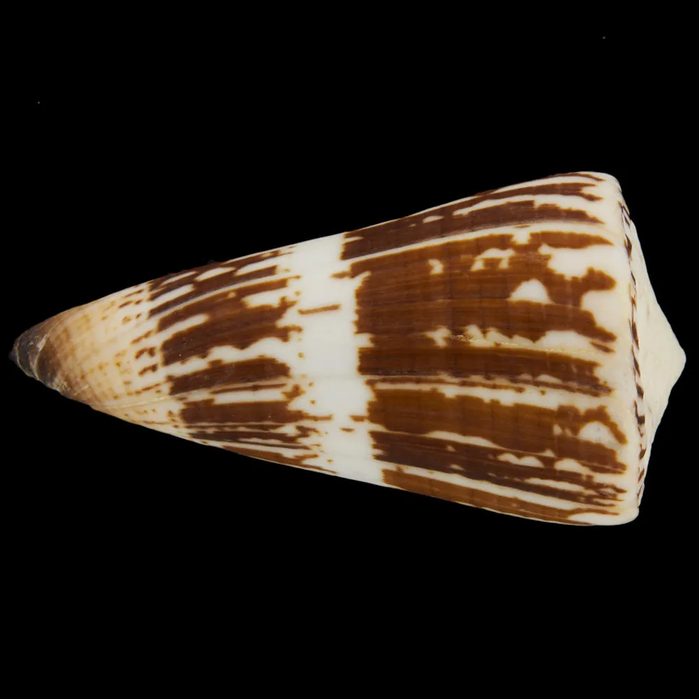 Conus (Strategoconus) Maldivus
