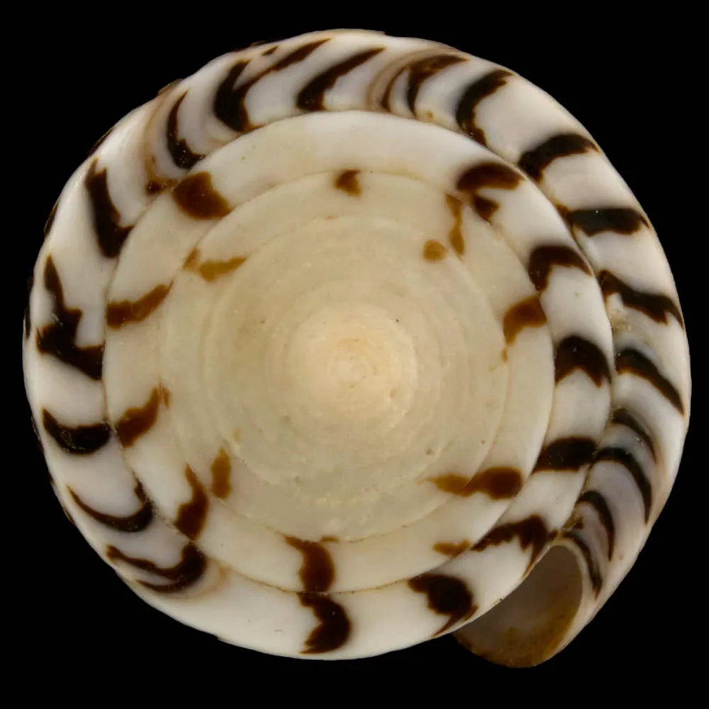 Conus (Strategoconus) Maldivus