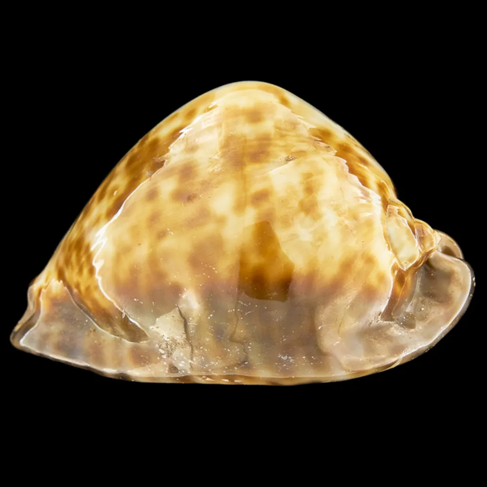 Trona Stercoraria var. Rattus