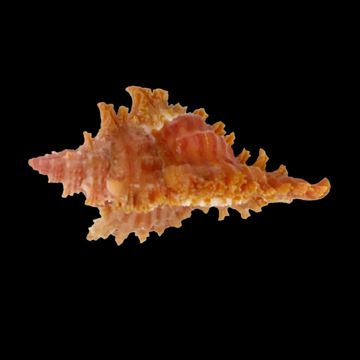 Chicoreus Strigatus Red