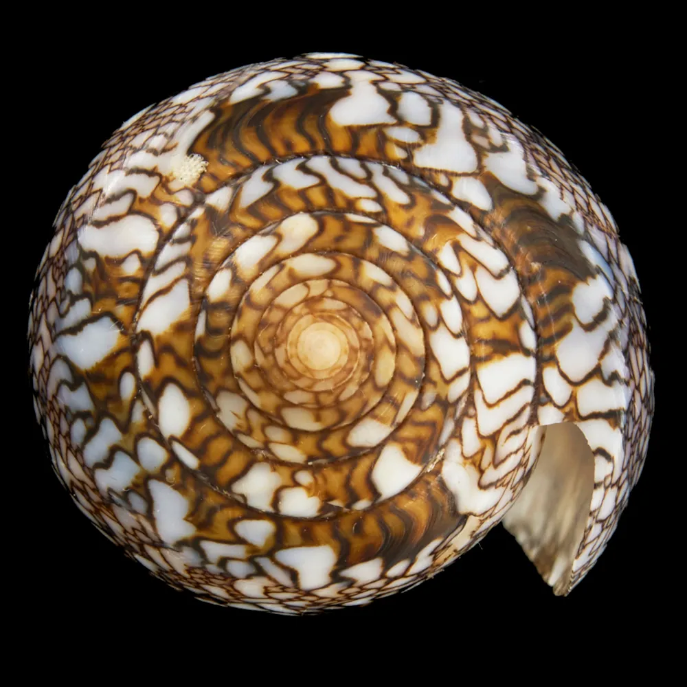 Conus Textile f. Albospiratus
