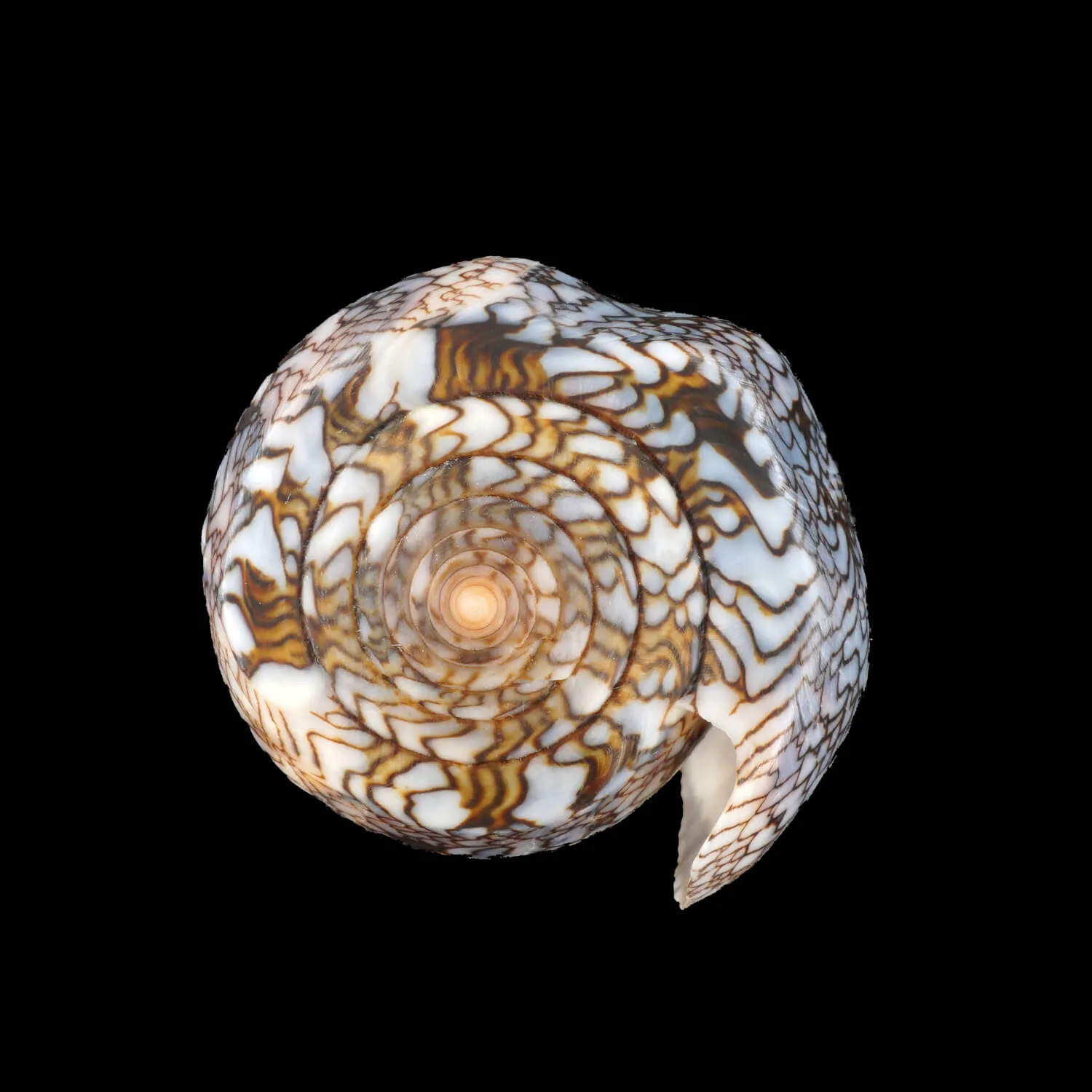 Conus Textile Textile f. Blue