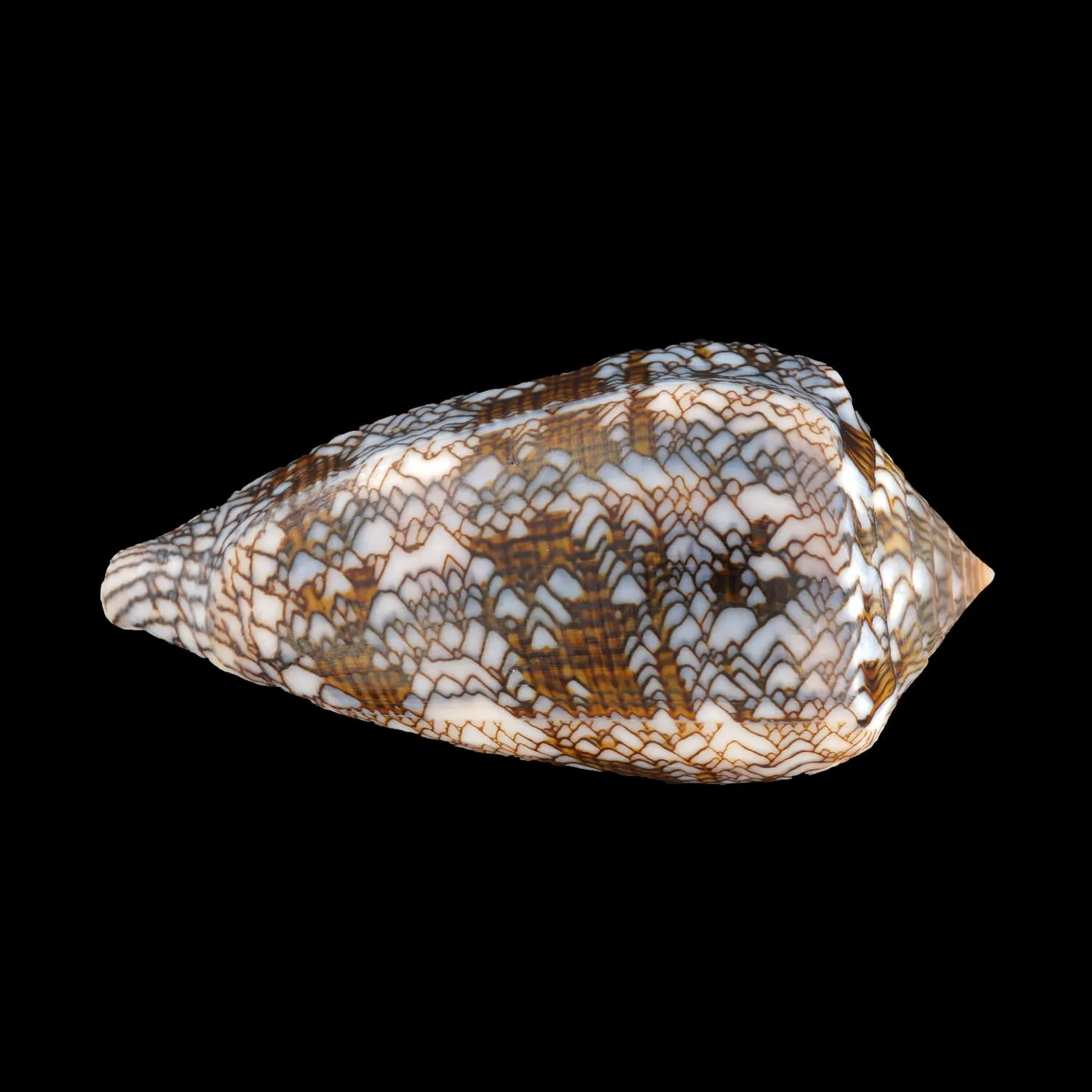 Conus Textile Textile f. Blue