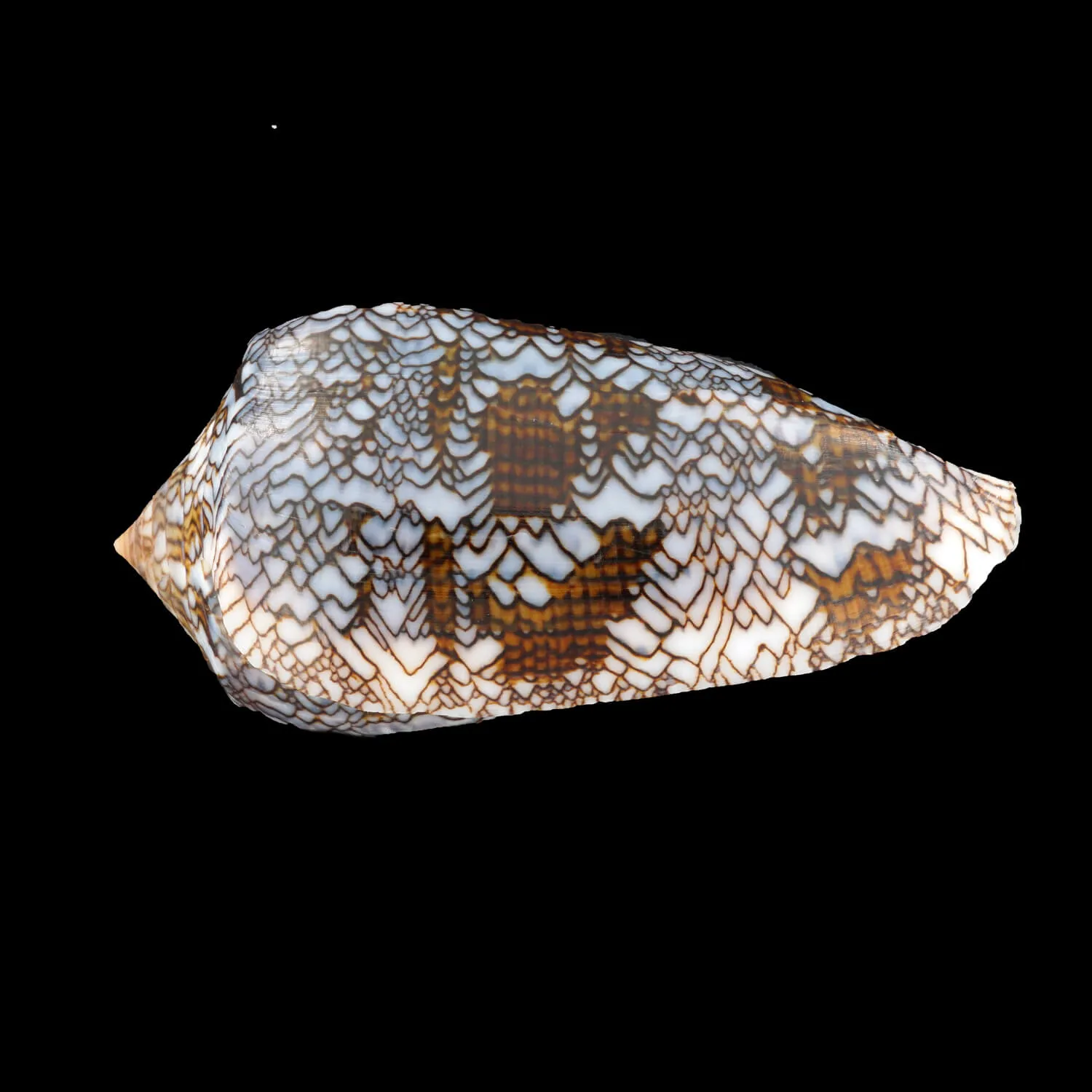 Conus Textile Textile f. Blue