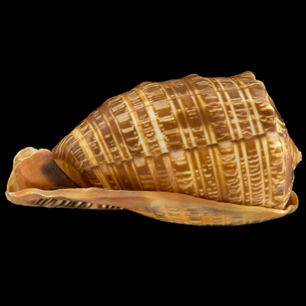 Cypraecassis Tenius