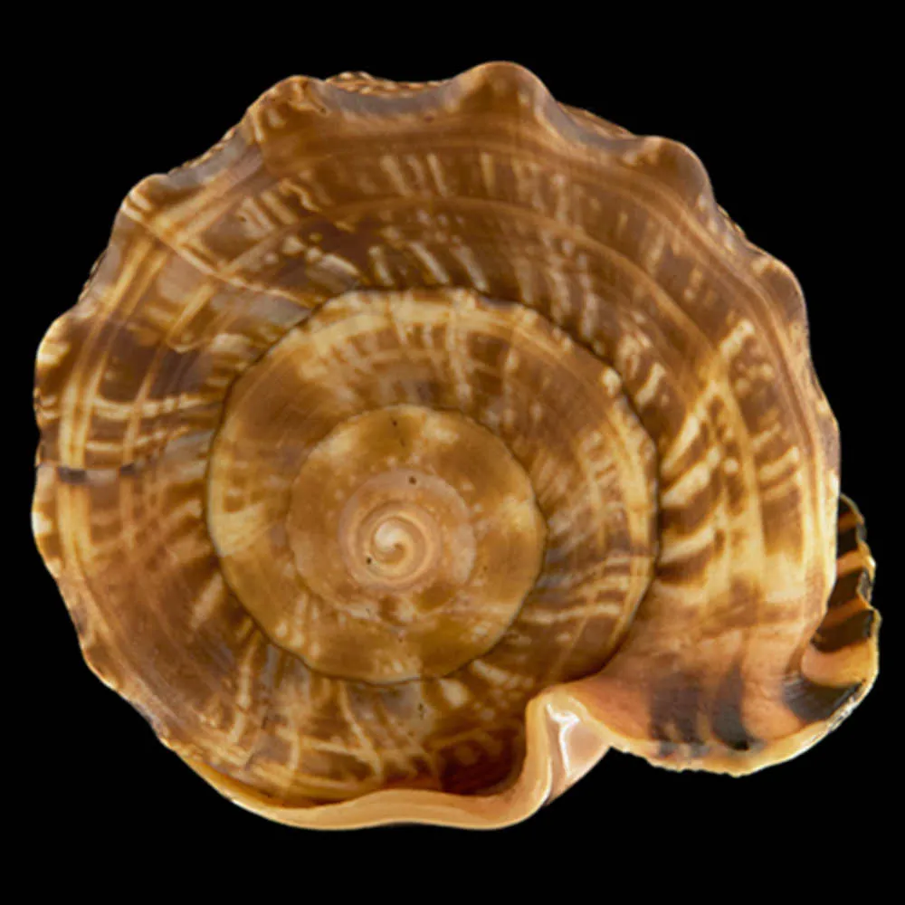 Cypraecassis Tenius