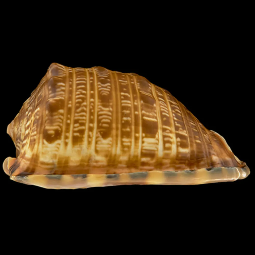 Cypraecassis Tenius
