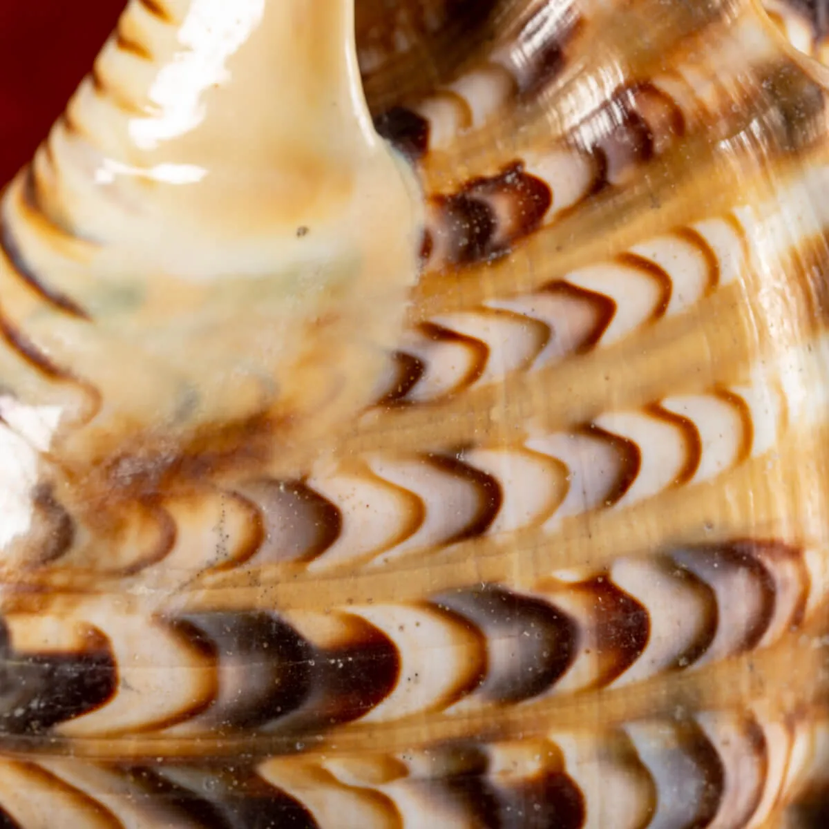 Charonia Tritonis su piedistallo