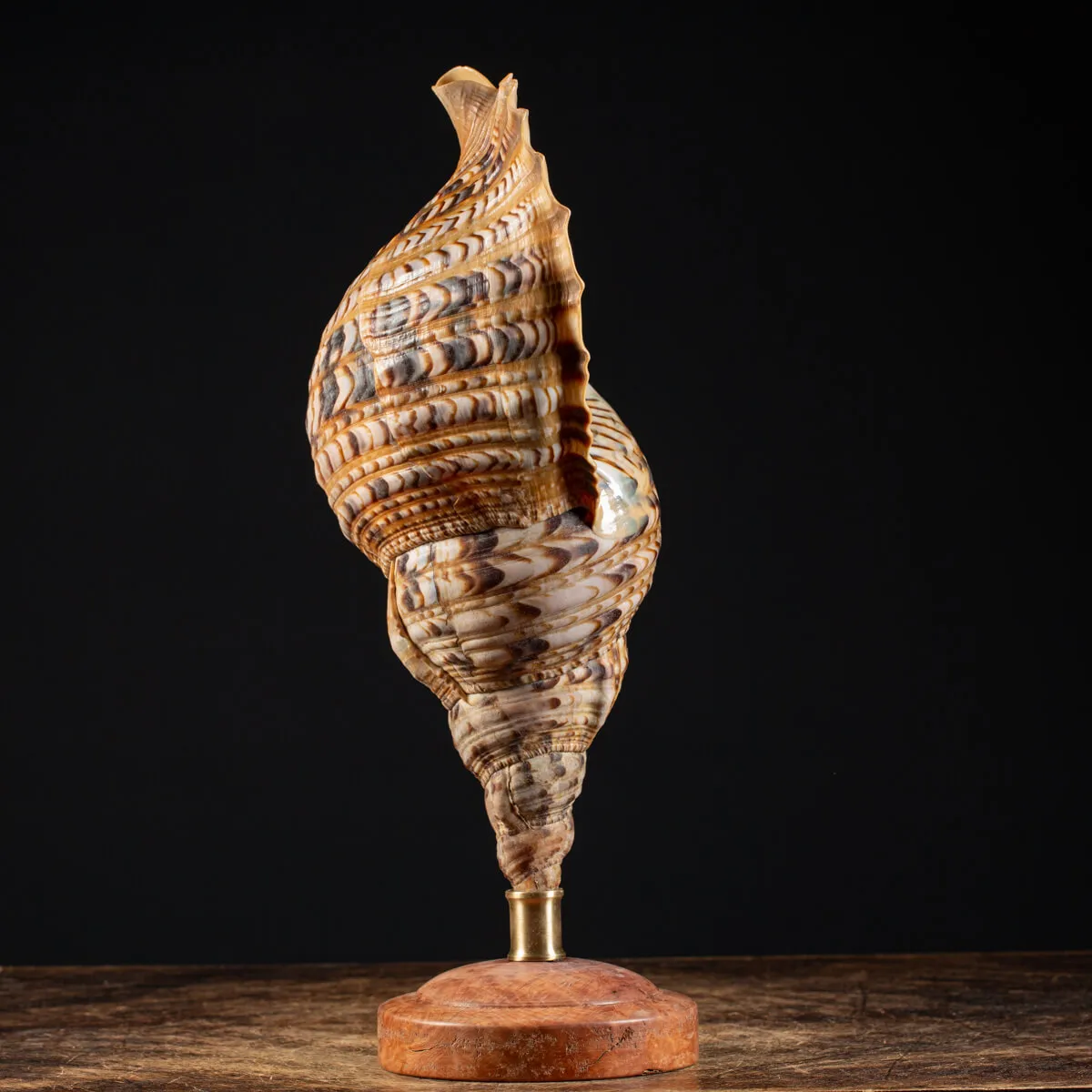 Charonia Tritonis su piedistallo