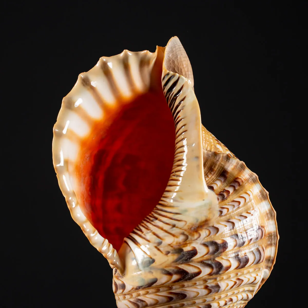 Charonia Tritonis su piedistallo