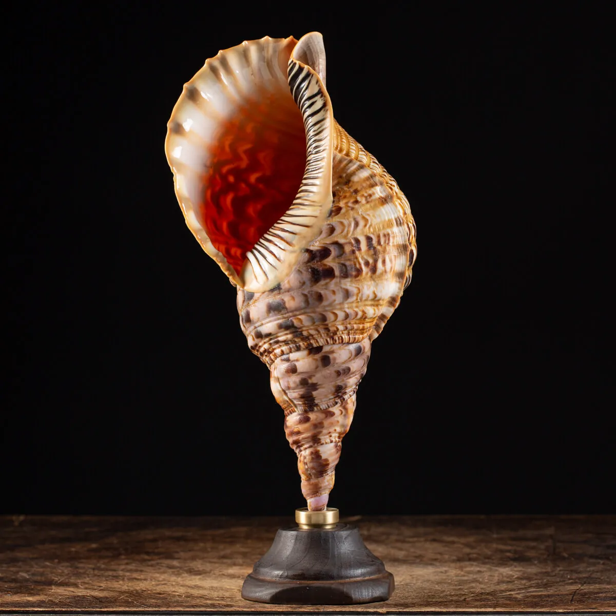 Charonia Tritonis su piedistallo