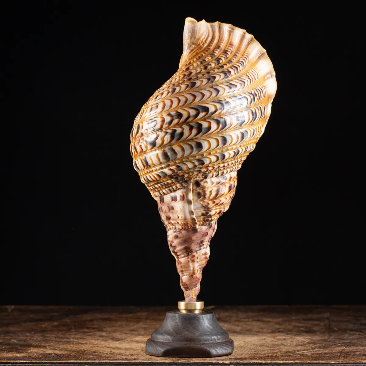 Charonia Tritonis su piedistallo