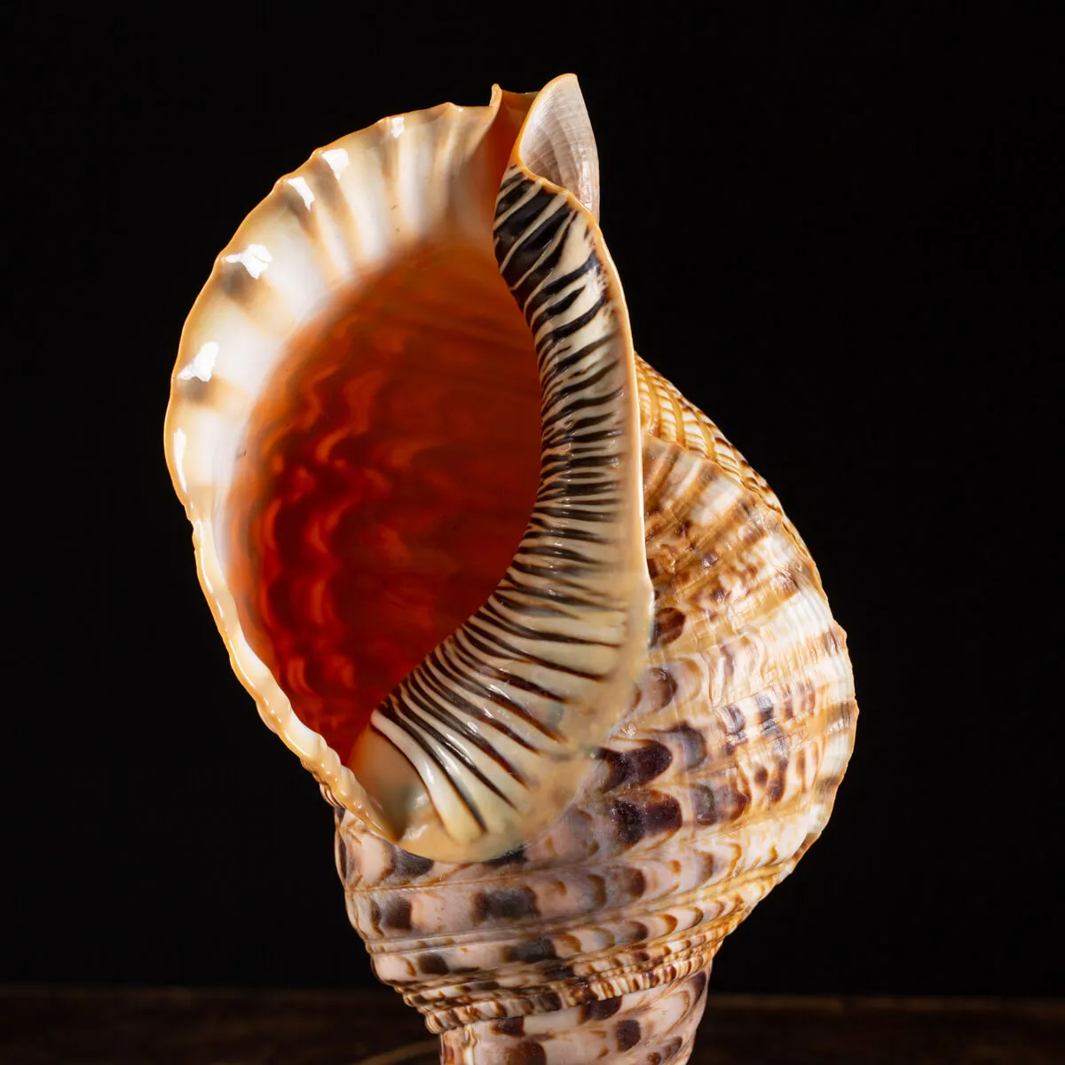 Charonia Tritonis su piedistallo