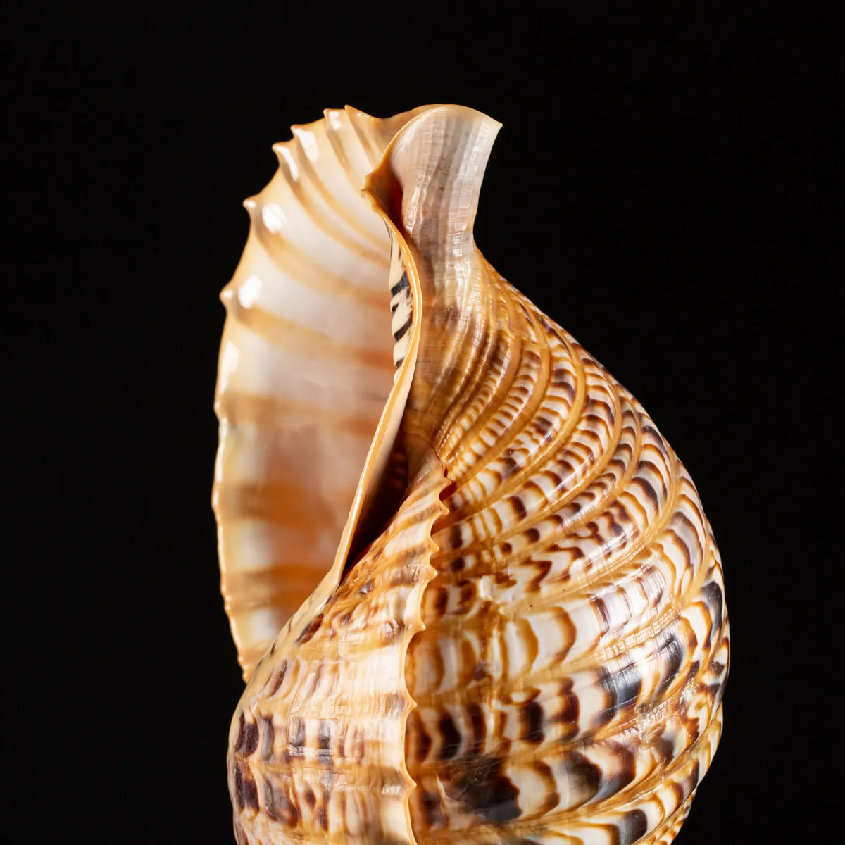 Charonia Tritonis su piedistallo