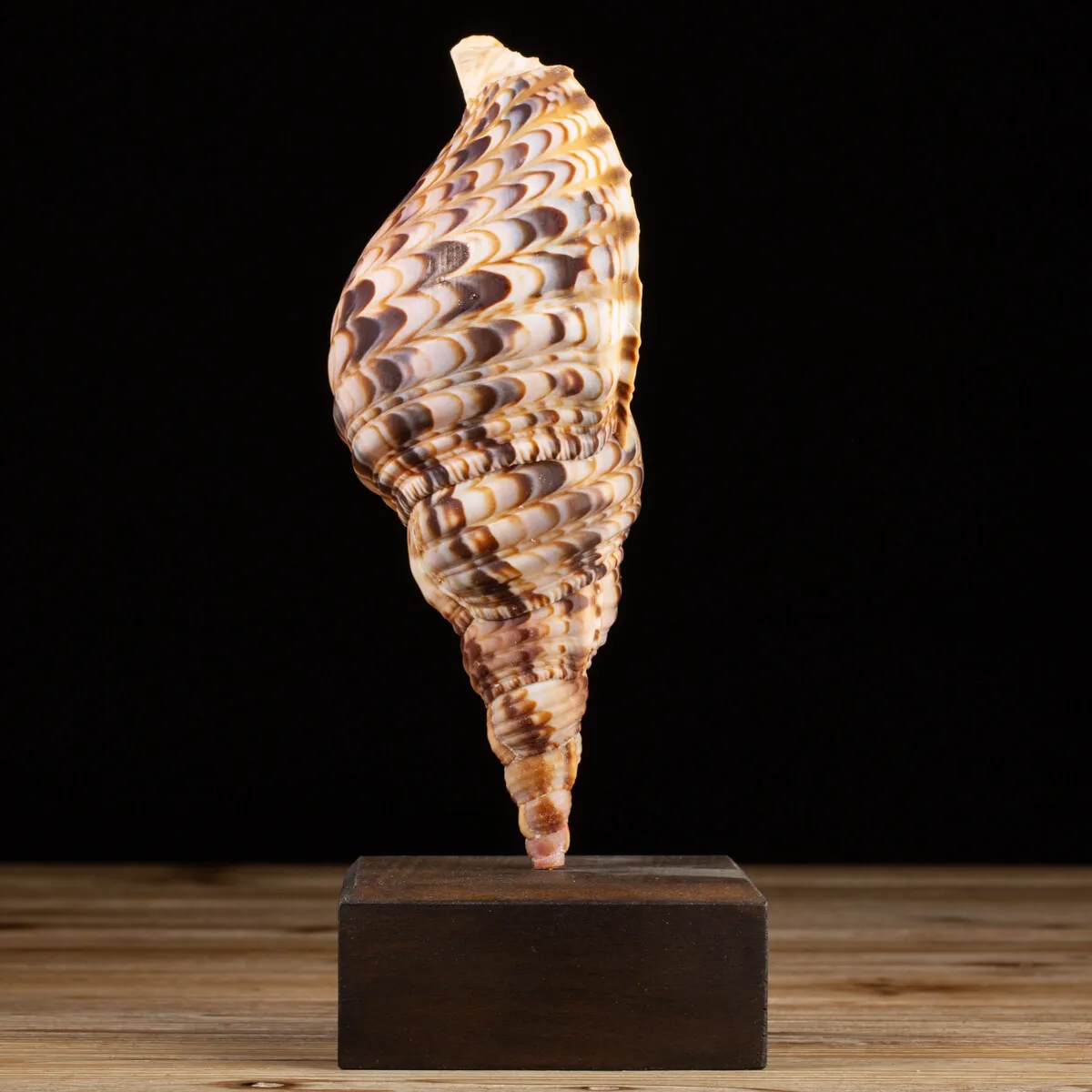Charonia Tritonis su piedistallo