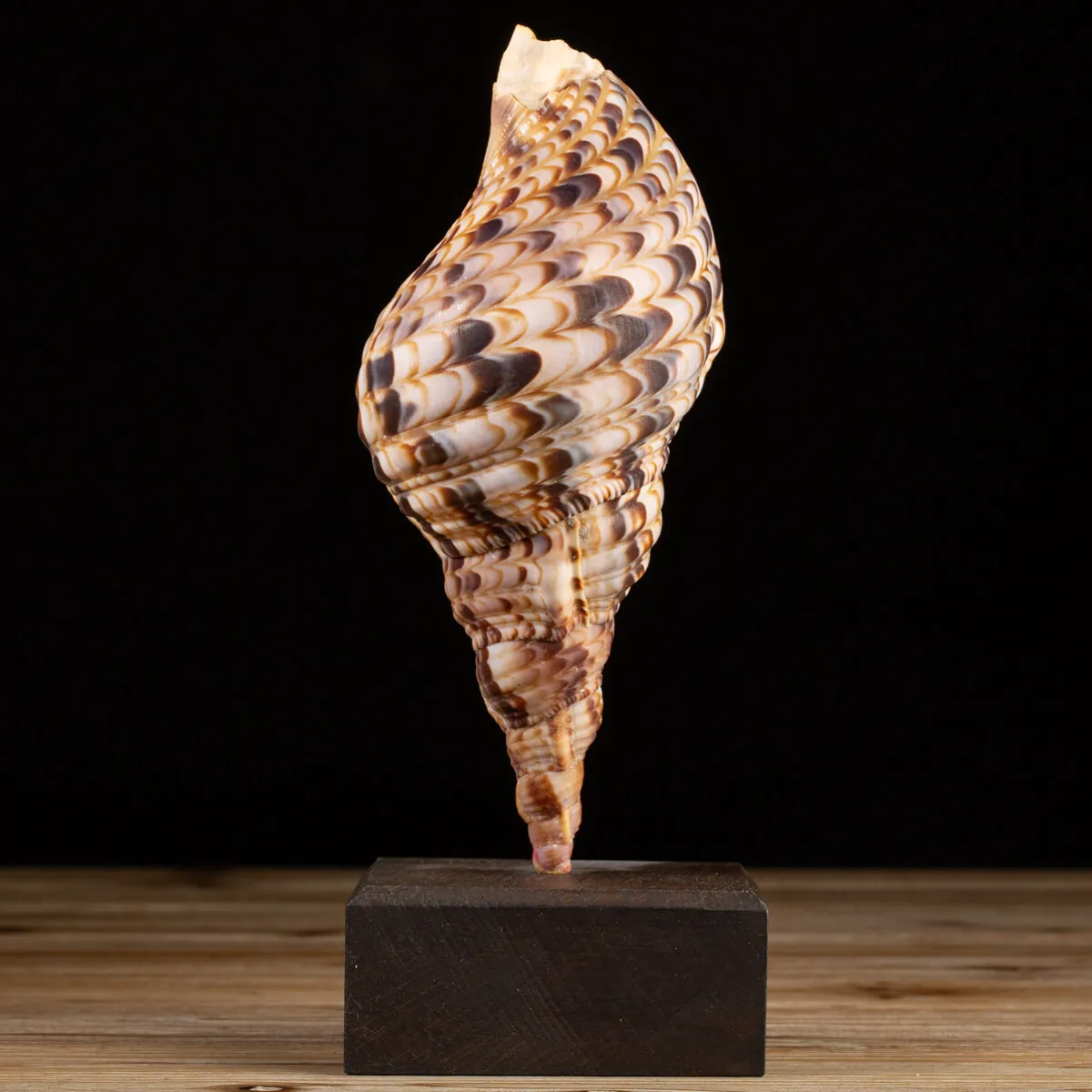 Charonia Tritonis su piedistallo