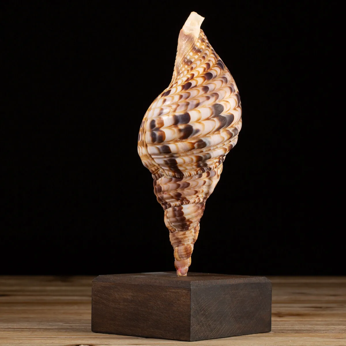 Charonia Tritonis su piedistallo