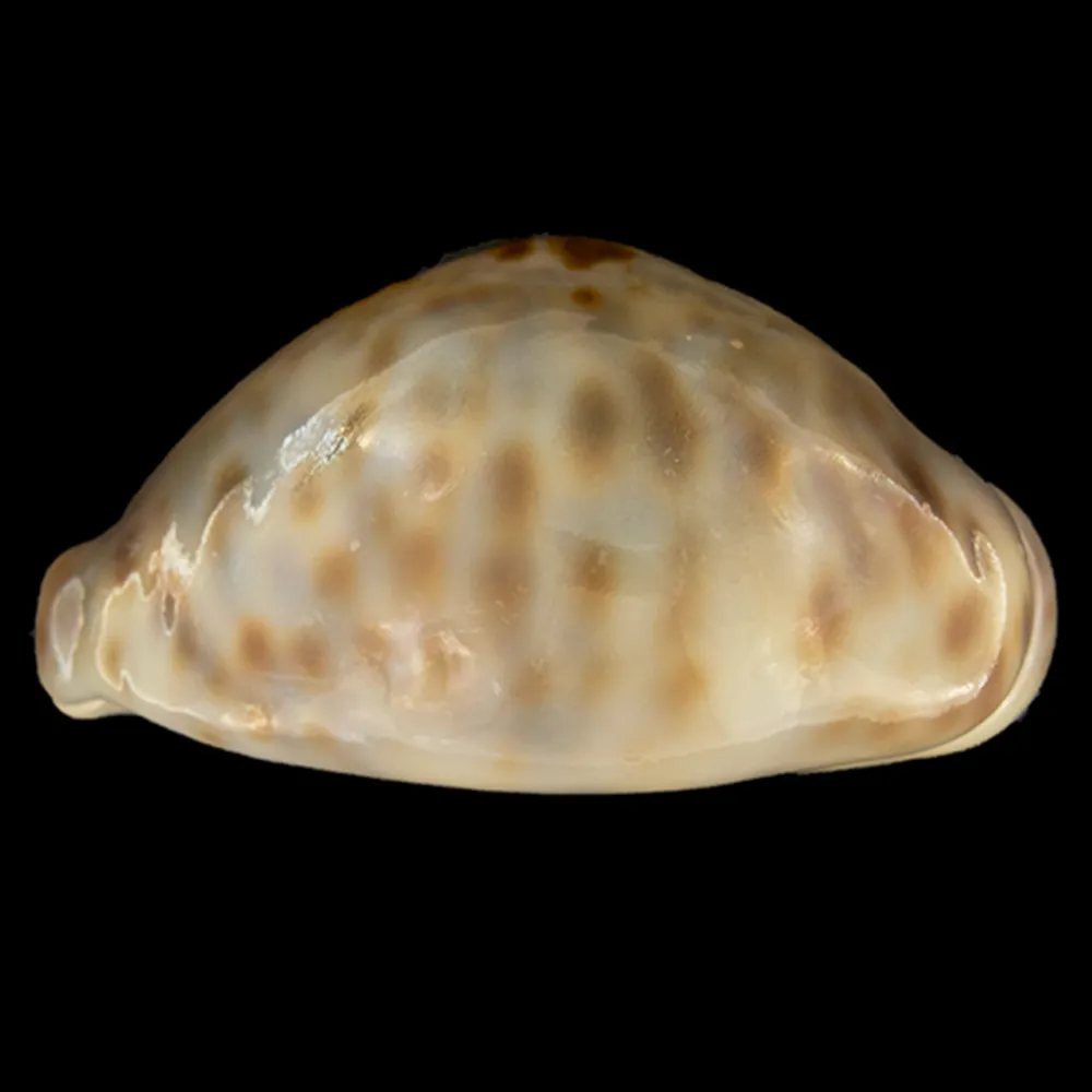 Barycypraea Teulerei