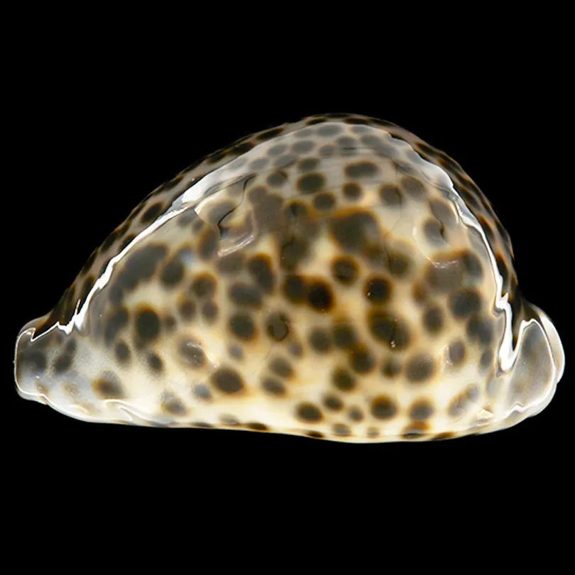Cypraea Tigris Schilderiana