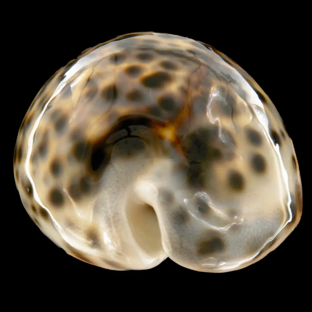 Cypraea Tigris Schilderiana