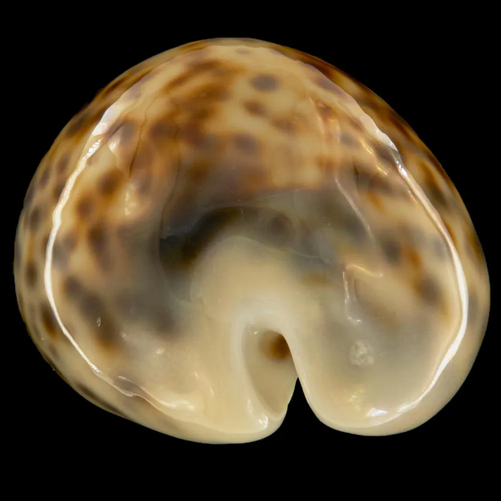 Cypraea Tigris Tigris