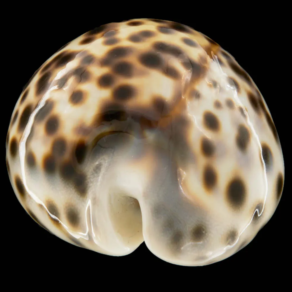 Cypraea Tigris Tigris