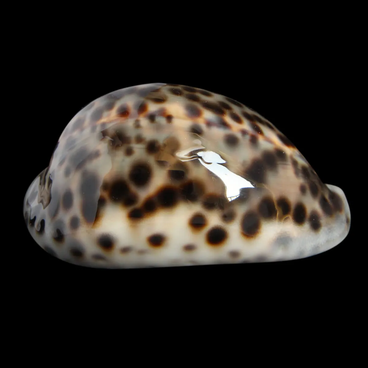 Cypraea Tigris 