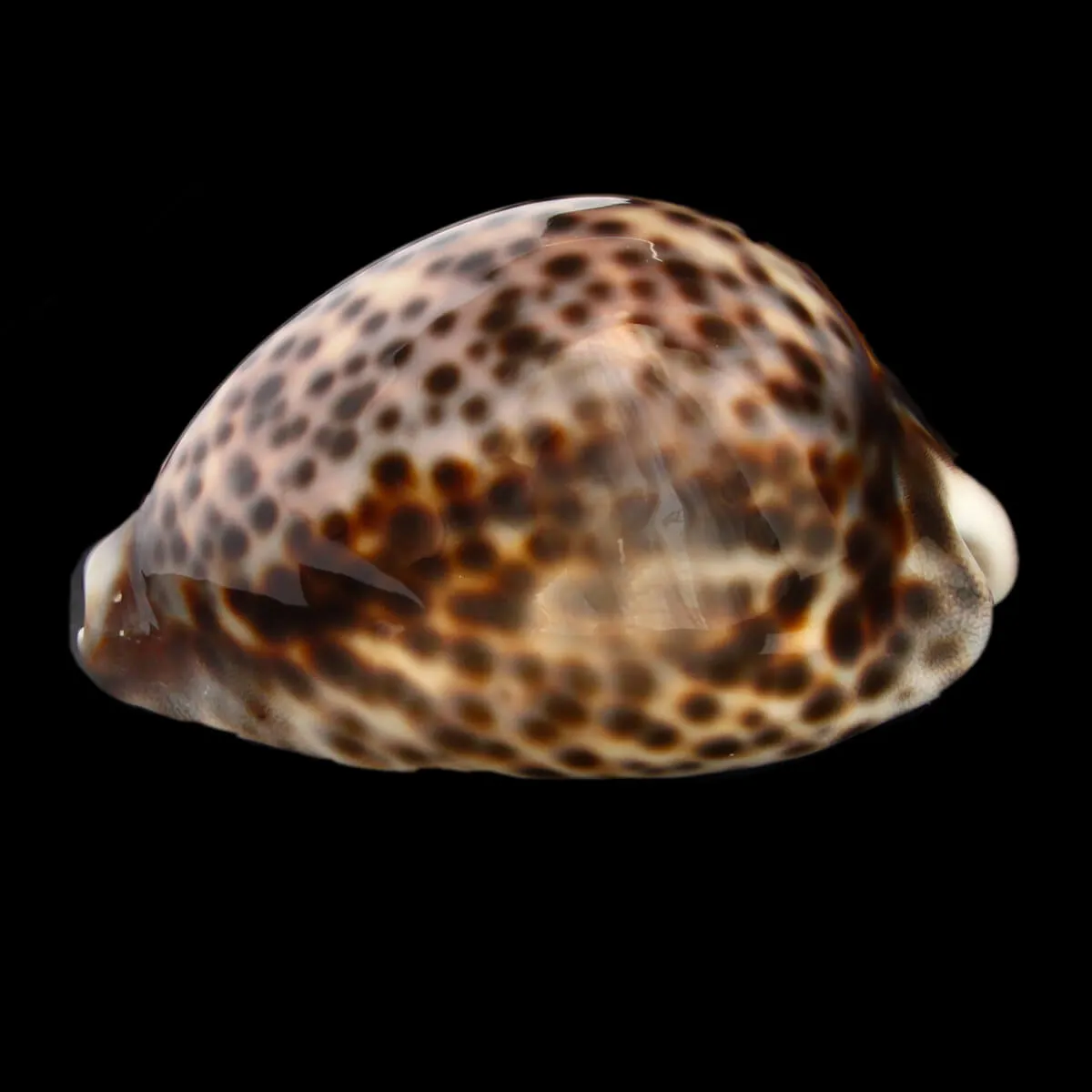 Cypraea Tigris "Special Color Pink-Violet"