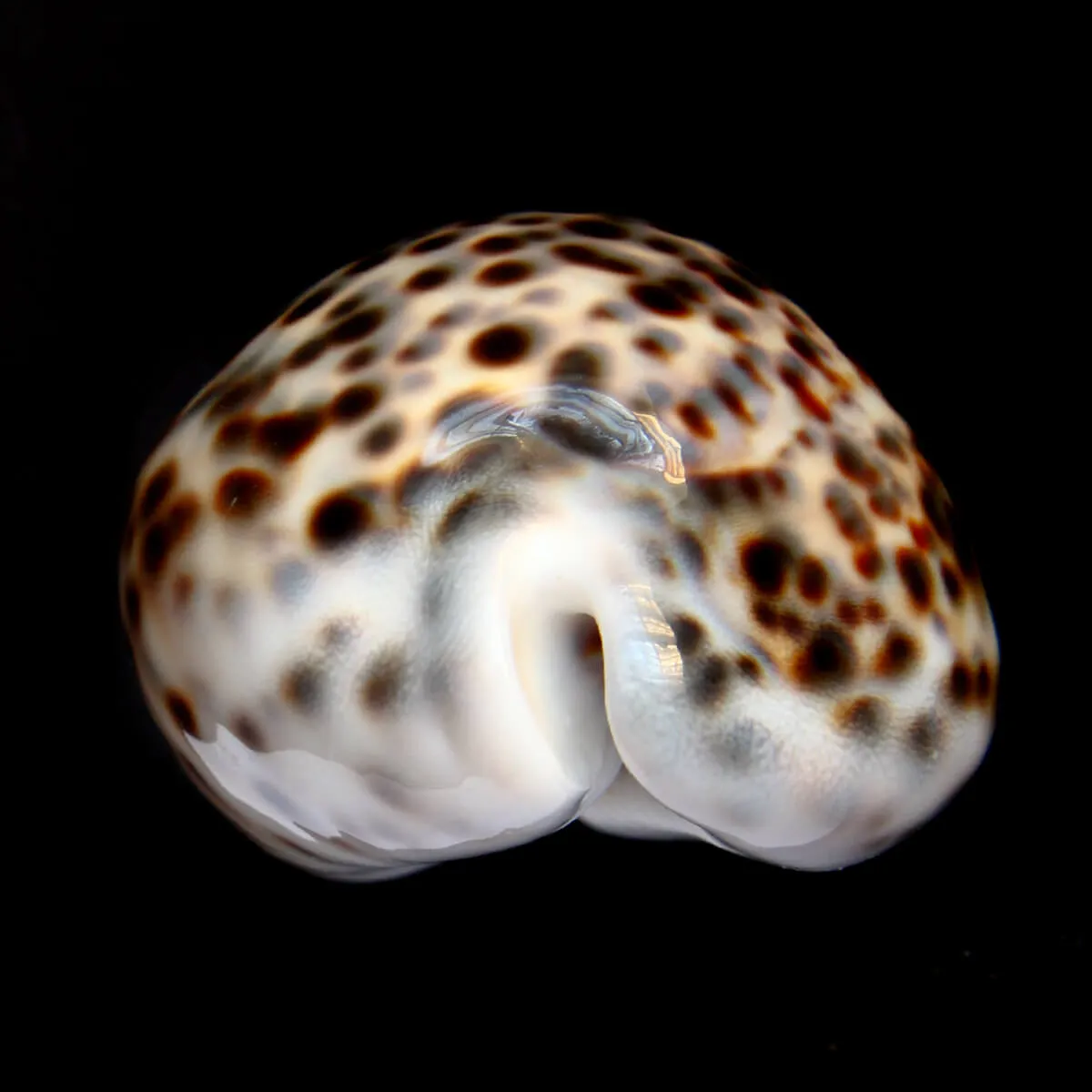 Cypraea Tigris 
