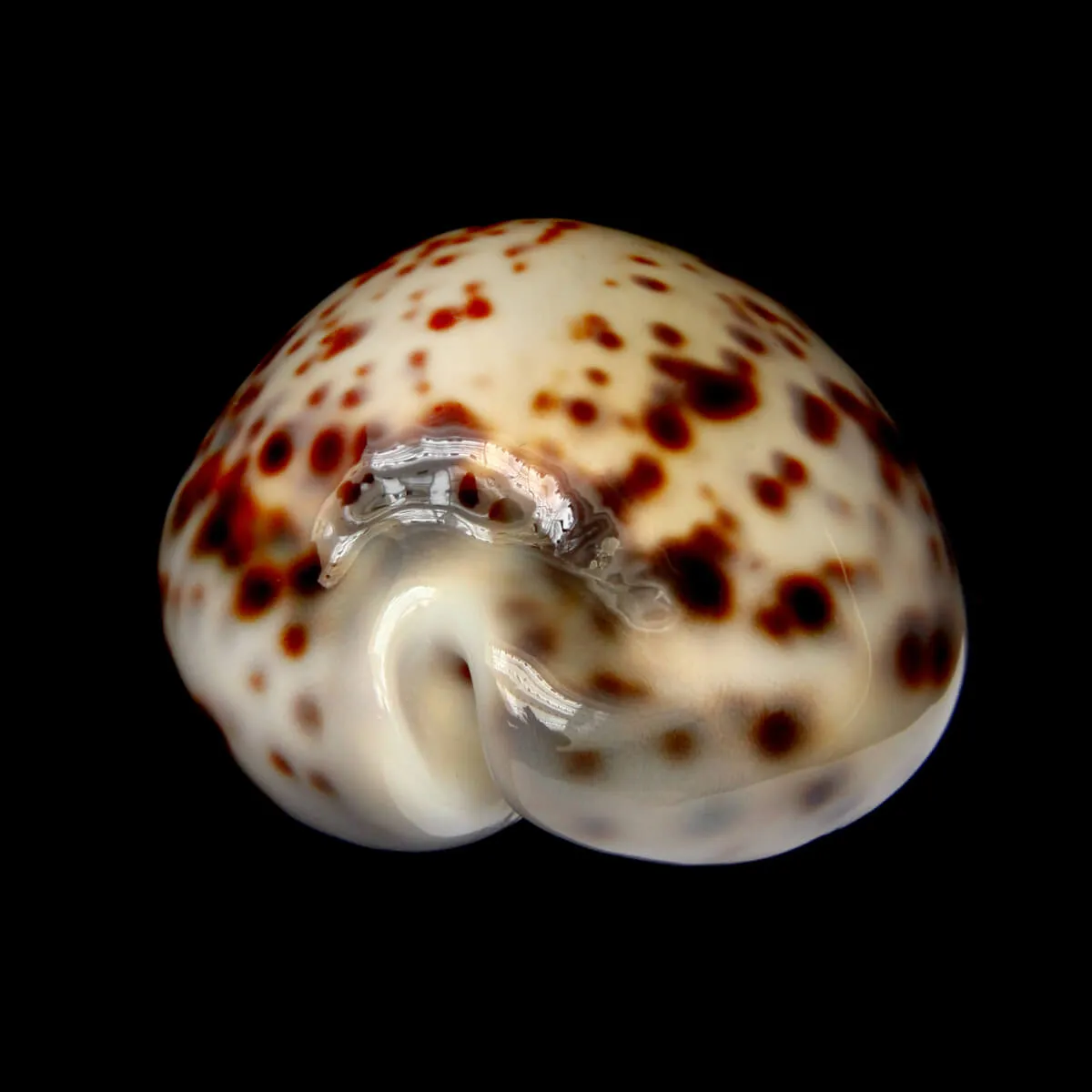 Cypraea Tigris 