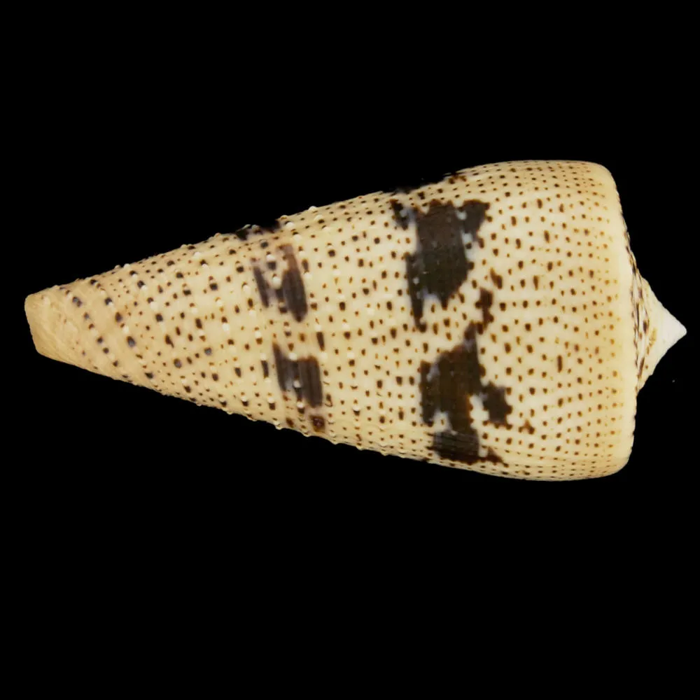 Conus Augur