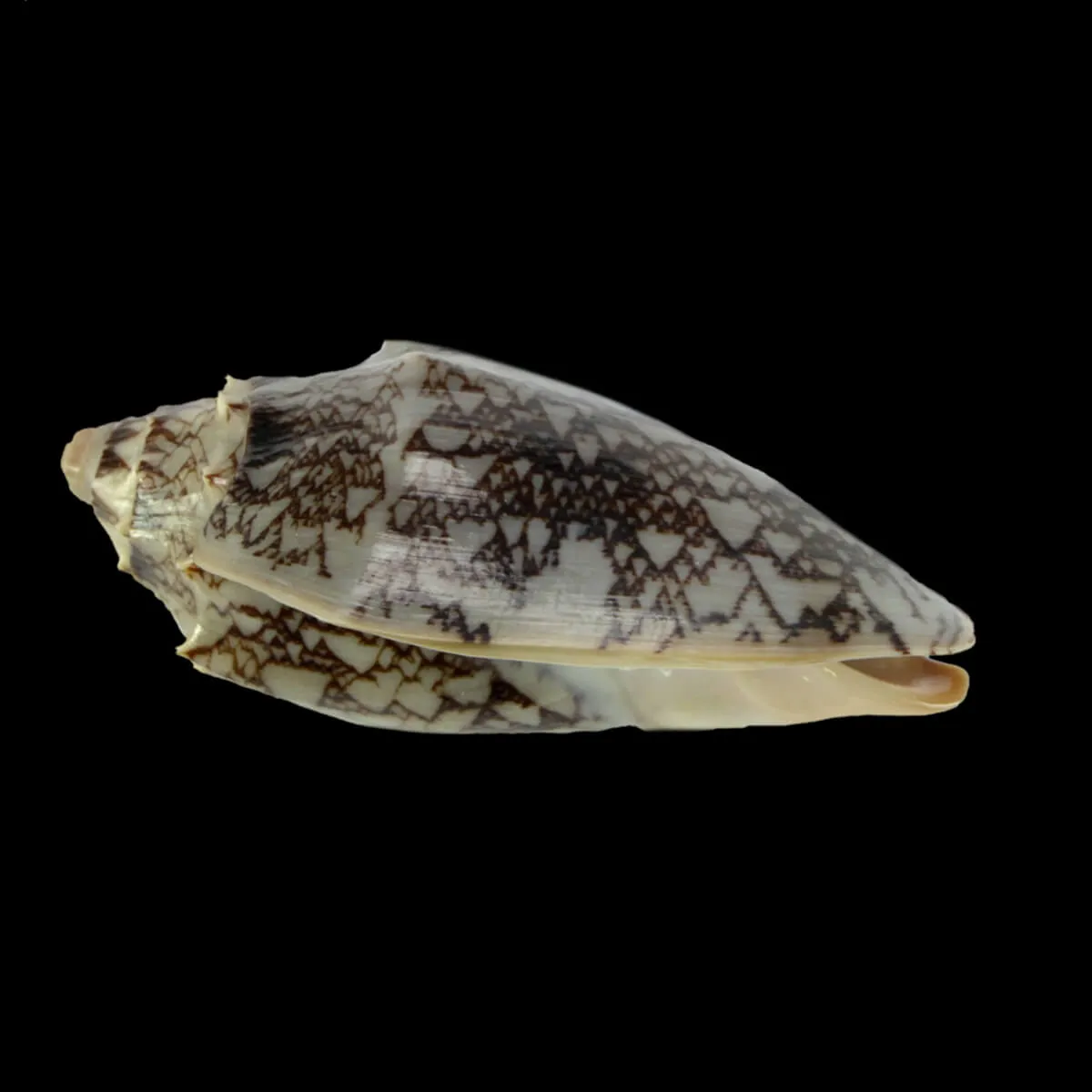 Cymbiola Vespertilio