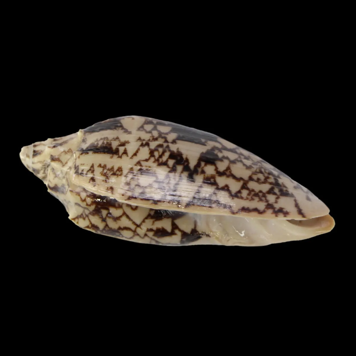 Cymbiola Vespertilio
