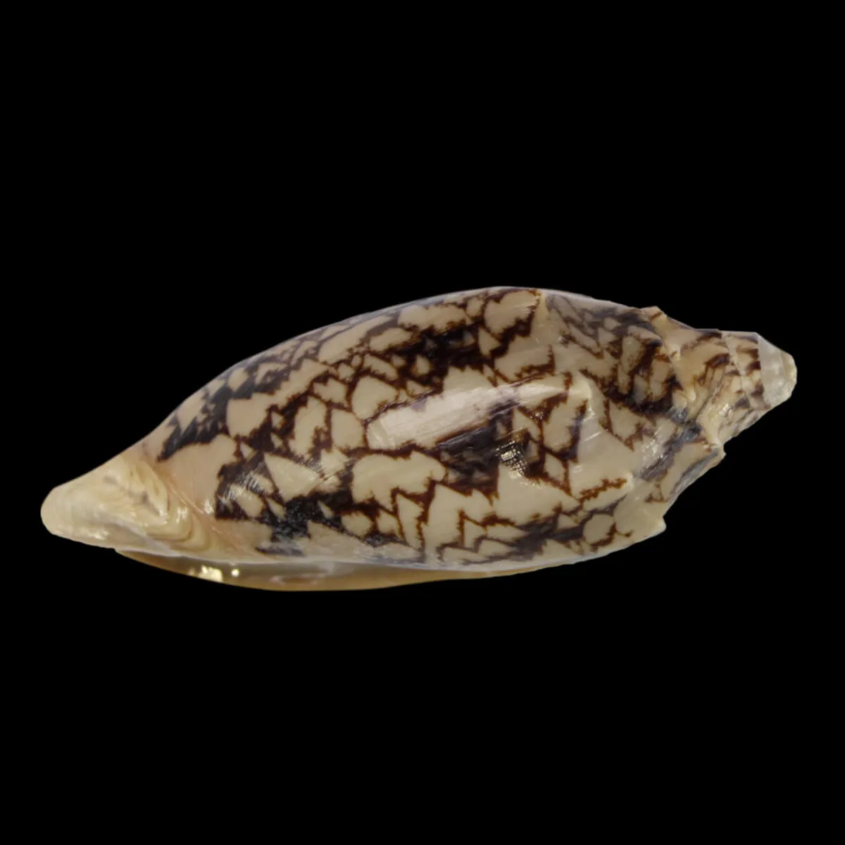 Cymbiola Vespertilio