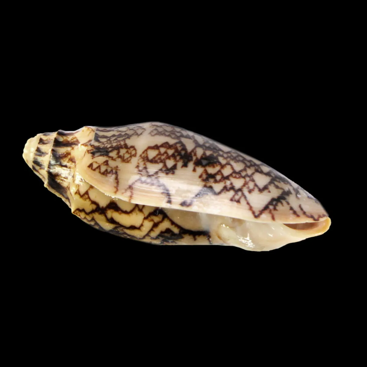 Cymbiola Vespertilio