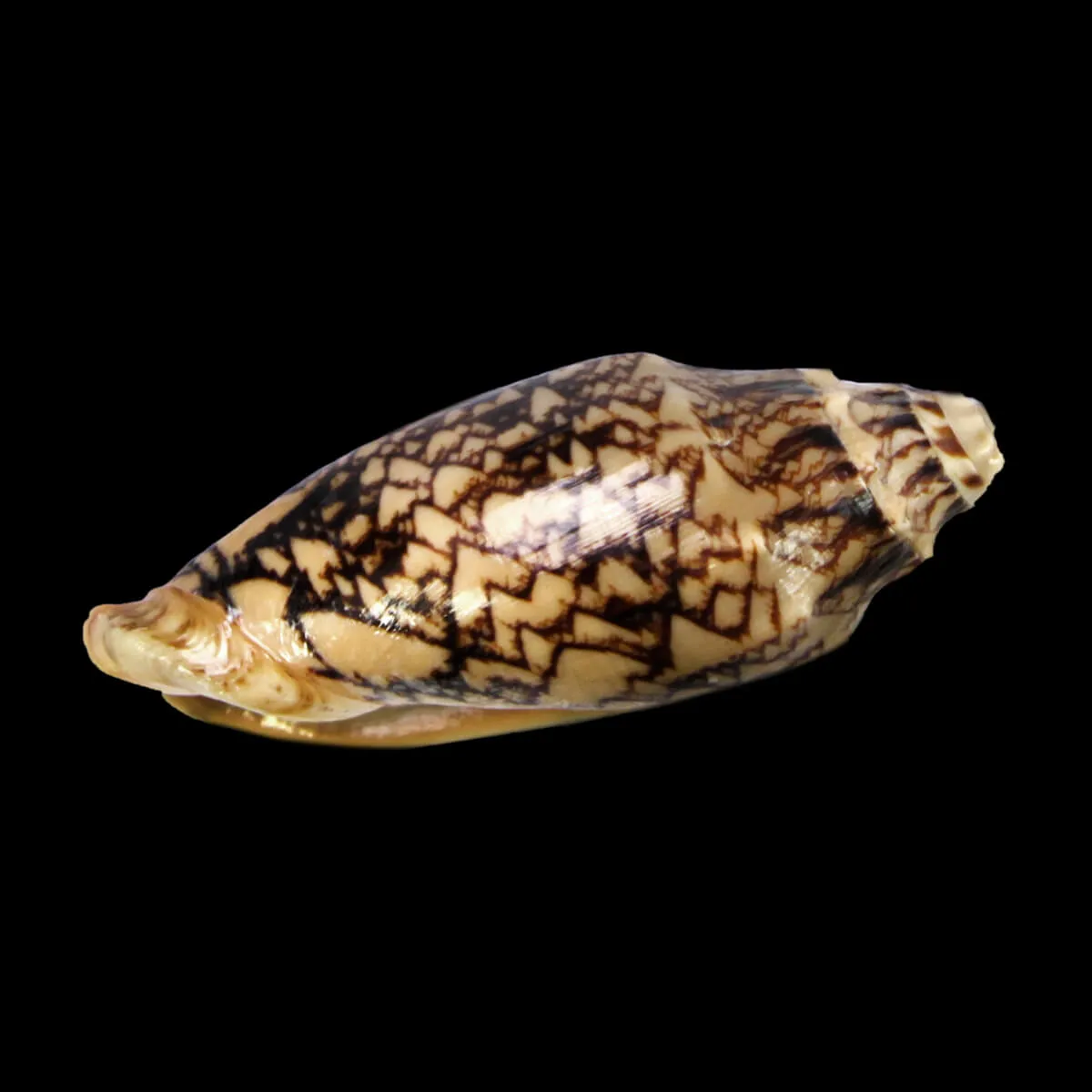 Cymbiola Vespertilio