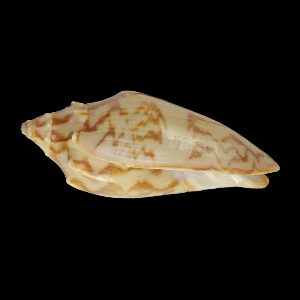 Cymbiola Vespertilio
