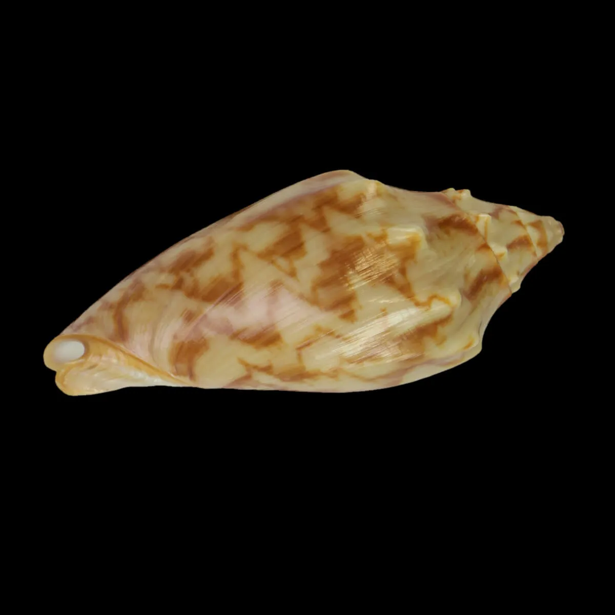 Cymbiola Vespertilio